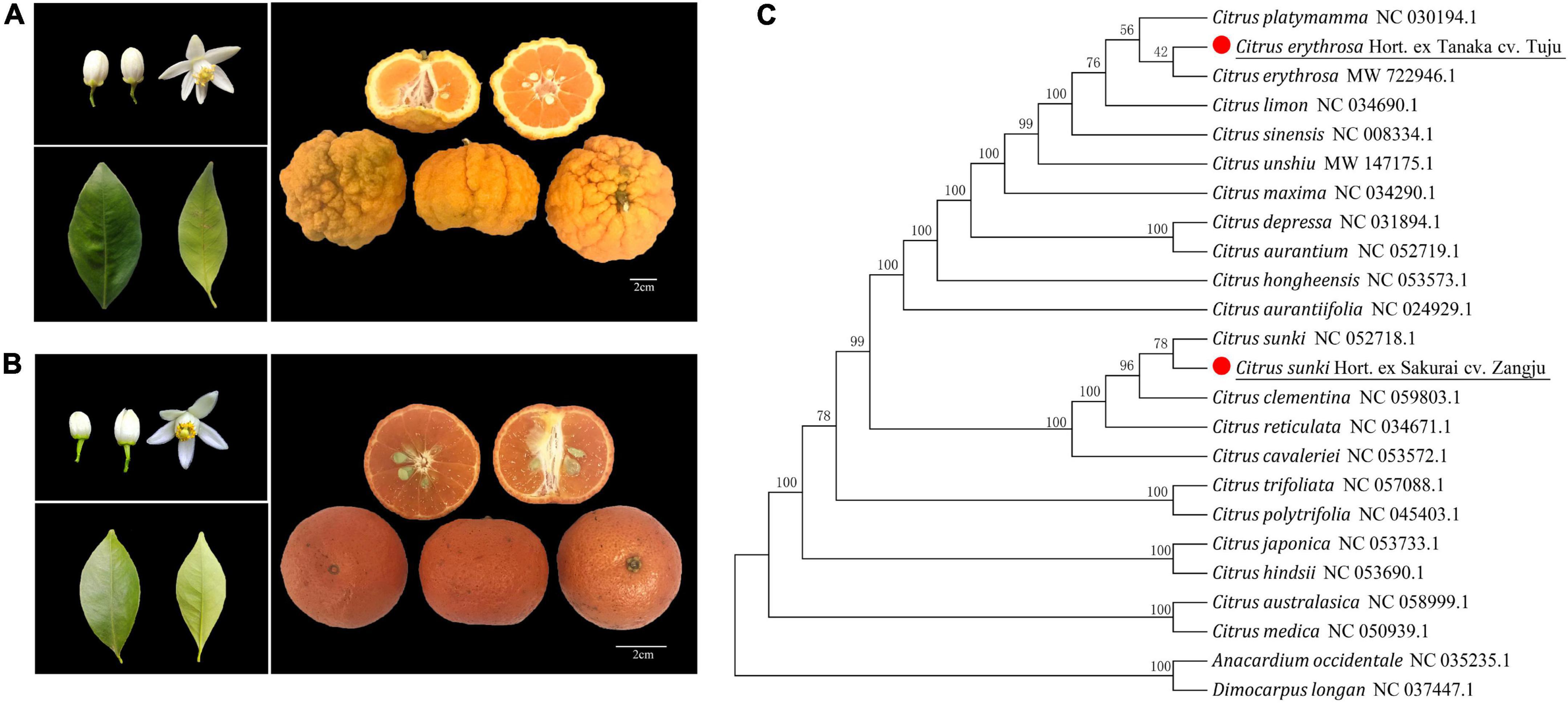 Comprehensive studies of biological characteristics, phytochemical profiling, and antioxidant activities of two local citrus varieties in China